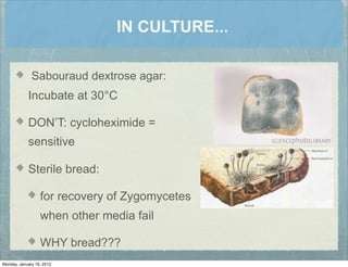 IN CULTURE...
Sabouraud dextrose agar:
Incubate at 30°C
DON’T: cycloheximide =
sensitive
Sterile bread:
for recovery of Zygomycetes
when other media fail
WHY bread???
Monday, January 16, 2012
 