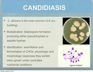 CANDIDIASIS
C. albicans is the most common (4-6 um;
budding)
Multiplication: blastospore formation
producing either pseudohyphae or
septate hyphae
Identiﬁcation: assimilation and
fermentation of CHOs; physiologic and
morphologic responses they exhibit
when grown under controlled
nutritional conditions “germ tubes”
Monday, January 16, 2012
 