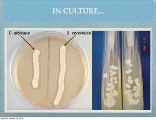 IN CULTURE...




Monday, January 16, 2012
 