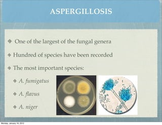ASPERGILLOSIS


              One of the largest of the fungal genera

            Hundred of species have been recorded

            The most important species:

                  A. fumigatus

                  A. ﬂavus

                  A. niger

Monday, January 16, 2012
 