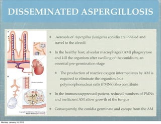 DISSEMINATED ASPERGILLOSIS

                           Aerosols of Aspergillus fumigatus conidia are inhaled and
                           travel to the alveoli

                           In the healthy host, alveolar macrophages (AM) phagocytose
                           and kill the organism after swelling of the conidium, an
                           essential pre-germination stage

                              The production of reactive oxygen intermediates by AM is
                              required to eliminate the organism, but
                              polymorphonuclear cells (PMNs) also contribute

                           In the immunosuppressed patient, reduced numbers of PMNs
                           and inefﬁcient AM allow growth of the fungus

                           Consequently, the conidia germinate and escape from the AM


Monday, January 16, 2012
 