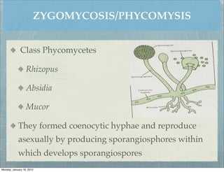 ZYGOMYCOSIS/PHYCOMYSIS


              Class Phycomycetes

                  Rhizopus

                  Absidia

                  Mucor

            They formed coenocytic hyphae and reproduce
            asexually by producing sporangiosphores within
            which develops sporangiospores
Monday, January 16, 2012
 