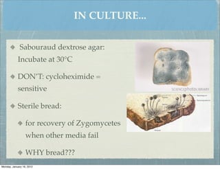 IN CULTURE...

              Sabouraud dextrose agar:
            Incubate at 30°C

            DON’T: cycloheximide =
            sensitive

            Sterile bread:

                  for recovery of Zygomycetes
                  when other media fail

                  WHY bread???
Monday, January 16, 2012
 