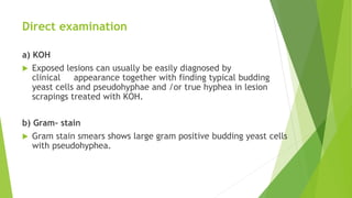 Direct examination
a) KOH
 Exposed lesions can usually be easily diagnosed by
clinical appearance together with finding typical budding
yeast cells and pseudohyphae and /or true hyphea in lesion
scrapings treated with KOH.
b) Gram- stain
 Gram stain smears shows large gram positive budding yeast cells
with pseudohyphea.
 