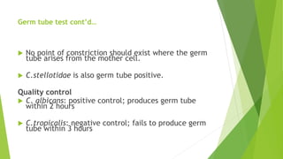 Germ tube test cont’d…
 No point of constriction should exist where the germ
tube arises from the mother cell.
 C.stellotidae is also germ tube positive.
Quality control
 C. albicans: positive control; produces germ tube
within 2 hours
 C.tropicalis: negative control; fails to produce germ
tube within 3 hours
 
