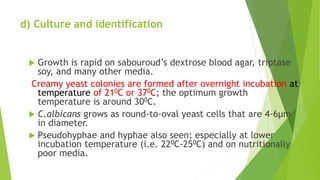 d) Culture and identification
 Growth is rapid on sabouroud’s dextrose blood agar, triptase
soy, and many other media.
Creamy yeast colonies are formed after overnight incubation at
temperature of 210C or 370C; the optimum growth
temperature is around 300C.
 C.albicans grows as round-to-oval yeast cells that are 4-6µm
in diameter.
 Pseudohyphae and hyphae also seen; especially at lower
incubation temperature (i.e. 220C-250C) and on nutritionally
poor media.
 