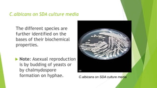 C.albicans on SDA culture media
The different species are
further identified on the
bases of their biochemical
properties.
 Note: Asexual reproduction
is by budding of yeasts or
by chalmydospore
formation on hyphae. C.albicans on SDA culture media
 