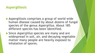 Aspergillosis
 Aspergillosis comprises a group of world wide
human disease caused by about dozens of fungal
species of the genus Aspergillus. About 185
different species has been identified.
 Since Aspergillus species are many and are
widespread in soil, air, and decaying vegetable
matter many people are heavily exposed to
inhalation of spores.
 