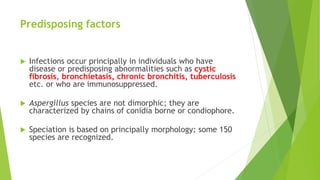 Predisposing factors
 Infections occur principally in individuals who have
disease or predisposing abnormalities such as cystic
fibrosis, bronchietasis, chronic bronchitis, tuberculosis
etc. or who are immunosuppressed.
 Aspergillus species are not dimorphic; they are
characterized by chains of conidia borne or condiophore.
 Speciation is based on principally morphology; some 150
species are recognized.
 