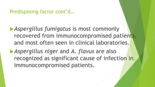 Predisposing factor cont’d…
Aspergillus fumigatus is most commonly
recovered from immunocompromised patients,
and most often seen in clinical laboratories.
Aspergillus niger and A. flavus are also
recognized as significant cause of infection in
immunocompromised patients.
 