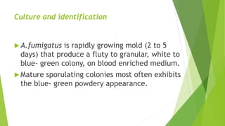 Culture and identification
 A.fumigatus is rapidly growing mold (2 to 5
days) that produce a fluty to granular, white to
blue- green colony, on blood enriched medium.
 Mature sporulating colonies most often exhibits
the blue- green powdery appearance.
 