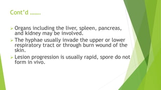 Cont’d …….
 Organs including the liver, spleen, pancreas,
and kidney may be involved.
 The hyphae usually invade the upper or lower
respiratory tract or through burn wound of the
skin.
 Lesion progression is usually rapid, spore do not
form in vivo.
 