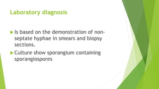Laboratory diagnosis
 Is based on the demonstration of non-
septate hyphae in smears and biopsy
sections.
 Culture show sporangium containing
sporangiospores
 