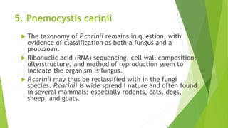 5. Pnemocystis carinii
 The taxonomy of P.carinii remains in question, with
evidence of classification as both a fungus and a
protozoan.
 Ribonuclic acid (RNA) sequencing, cell wall composition,
ulterstructure, and method of reproduction seem to
indicate the organism is fungus.
 P.carinii may thus be reclassified with in the fungi
species. P.carinii is wide spread I nature and often found
in several mammals; especially rodents, cats, dogs,
sheep, and goats.
 