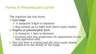 Forms of Pneumocystis carinii
The organism has two forms
 Cyst stage
 It measures 5-8µm in diameter
May contain up to eight oval intera-cystic bodies
 Trophic or pleomorphic form
It measures 1-4µm in diameter
Covered with tiny projections for attachment to the
host epithelial cells.
 The cyst form is inhaled and the intra-cystic bodies
released in to the alveoli of the lungs.
 