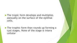  The tropic form develops and multiplies
asexually on the surface of the epithial
cells.
 The trophic form than rounds up forming a
cyst stages. None of the stage is intera
cellular
 