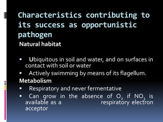 Characteristics contributing to
its success as opportunistic
pathogen
Natural habitat

  Ubiquitous in soil and water, and on surfaces in
 contact with soil or water
 Actively swimming by means of its flagellum.
Metabolism
 Respiratory and never fermentative
 Can grow in the absence of O2 if NO3 is
 available as a               respiratory electron
 acceptor
 