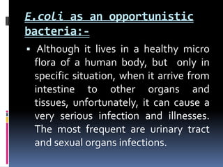 E.coli as an opportunistic
bacteria:-
 Although it lives in a healthy micro
 flora of a human body, but only in
 specific situation, when it arrive from
 intestine to other organs and
 tissues, unfortunately, it can cause a
 very serious infection and illnesses.
 The most frequent are urinary tract
 and sexual organs infections.
 