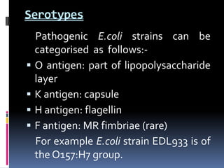 Serotypes
    Pathogenic E.coli strains can be
    categorised as follows:-
   O antigen: part of lipopolysaccharide
    layer
   K antigen: capsule
   H antigen: flagellin
   F antigen: MR fimbriae (rare)
    For example E.coli strain EDL933 is of
    the O157:H7 group.
 