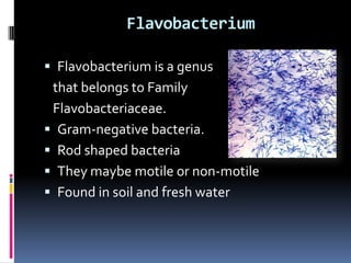 Flavobacterium

 Flavobacterium is a genus
 that belongs to Family
 Flavobacteriaceae.
 Gram-negative bacteria.
 Rod shaped bacteria
 They maybe motile or non-motile
 Found in soil and fresh water
 