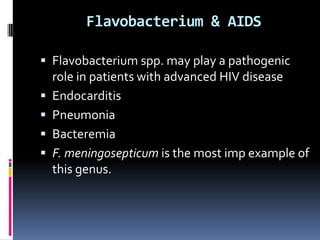 Flavobacterium & AIDS

 Flavobacterium spp. may play a pathogenic
    role in patients with advanced HIV disease
   Endocarditis
   Pneumonia
   Bacteremia
   F. meningosepticum is the most imp example of
    this genus.
 