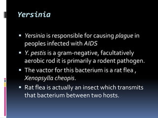 Yersinia

 Yersinia is responsible for causing plague in
  peoples infected with AIDS
 Y. pestis is a gram-negative, facultatively
  aerobic rod it is primarily a rodent pathogen.
 The vactor for this bacterium is a rat flea ,
  Xenopsylla cheopis.
 Rat flea is actually an insect which transmits
  that bacterium between two hosts.
 