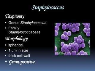 Staphylococcus
Taxonomy
 Genus Staphylococcus
 Family
  Staphylococcaceae
Morphology
 spherical
 1 µm in size
 thick cell wall
 Gram-positive
 