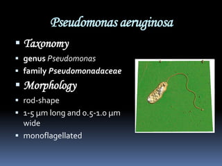 Pseudomonas aeruginosa
 Taxonomy
 genus Pseudomonas
 family Pseudomonadaceae
 Morphology
 rod-shape
 1-5 µm long and 0.5-1.0 µm
  wide
 monoflagellated
 
