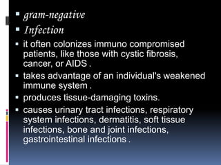  gram-negative
 Infection
 it often colonizes immuno compromised
  patients, like those with cystic fibrosis,
  cancer, or AIDS .
 takes advantage of an individual's weakened
  immune system .
 produces tissue-damaging toxins.
 causes urinary tract infections, respiratory
  system infections, dermatitis, soft tissue
  infections, bone and joint infections,
  gastrointestinal infections .
 