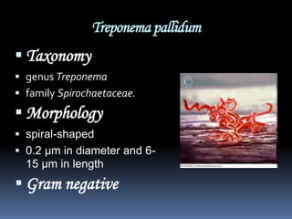 Treponema pallidum
 Taxonomy
 genus Treponema
 family Spirochaetaceae.
 Morphology
 spiral-shaped
 0.2 µm in diameter and 6-
  15 µm in length
 Gram negative
 