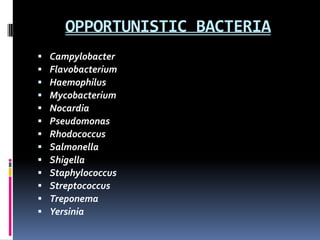 OPPORTUNISTIC BACTERIA
   Campylobacter
   Flavobacterium
   Haemophilus
   Mycobacterium
   Nocardia
   Pseudomonas
   Rhodococcus
   Salmonella
   Shigella
   Staphylococcus
   Streptococcus
   Treponema
   Yersinia
 