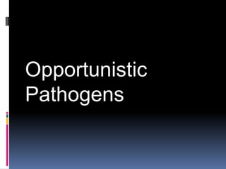 Opportunistic
Pathogens
 