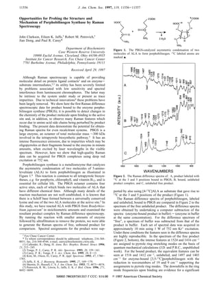 Opportunities for Probing the Structure and
Mechanism of Porphobilinogen Synthase by Raman
Spectroscopy
John Clarkson, Eileen K. Jaffe,† Robert M. Petrovich,†
Jian Dong, and Paul R. Carey*
Department of Biochemistry
Case Western ReserVe UniVersity
10900 Euclid AVenue, CleVeland, Ohio 44106-4935
Institute for Cancer Research, Fox Chase Cancer Center
7701 Burholme AVenue, Philadelphia, PennsylVania 19111
ReceiVed April 29, 1997
Although Raman spectroscopy is capable of providing
molecular detail on protein ligand contacts1 and on enzyme-
substrate intermediates,2,3 its utility has been severely limited
by problems associated with low sensitivity and spectral
interference from luminescent chromophores. The latter may
be intrinsic to the system under study or present as trace
impurities. Due to technical innovations4 these problems have
been largely removed. We show here the first Raman difference
spectroscopic data for product bound to the enzyme porpho-
bilinogen synthase (PBGS); it is possible to detect changes in
the chemistry of the product molecule upon binding to the active
site and, in addition, to observe many Raman features which
occur due to amino acid side chains being perturbed by product
binding. The present data demonstrate the potential for obtain-
ing Raman spectra for even recalcitrant systems. PBGS is a
large enzyme, an octamer of total molecular mass ∼300 kDa
involved in the tetrapyrrole biosynthetic pathway.5 It has an
intense fluorescence emission, due to impurities which may be
oligopyrroles or their fragments bound to the enzyme in minute
amounts, when excited by laser wavelengths in the visible
spectrum. However, here we show that high-quality Raman
data can be acquired for PBGS complexes using deep red
excitation at 752 nm.
Porphobilinogen synthase is a metalloenzyme that catalyzes
the asymmetric condensation of two molecules of 5-amino-
levulinate (ALA) to form porphobilinogen as illustrated in
Figure 1.6 This reaction is common to all tetrapyrrole biosyn-
theses, e.g. for porphyrin, chlorophyll, and vitamin B12, and is
essential for cellular life. The PBGS octamer contains four
active sites, each of which binds two molecules of ALA that
have different chemical fates. Although many details of the
reaction mechanism are not well established, it is known that
there is a Schiff base formed between a universally conserved
lysine and one of the two ALA molecules at the active site.5 In
this study, we have reacted ALA with PBGS from Bradyrhizo-
bium japonicum7 in stoichiometric amounts and examined the
resultant product complex by Raman difference spectroscopy.
By running the reaction with smaller amounts of enzyme
followed by ultrafiltration to remove the protein, we were able
to generate the Raman spectra of free, unbound product for
comparison. Spectral assignments for the product were sup-
ported by also using [4-13C]ALA as substrate that gave rise to
13C at the 3 and 5 positions of the product (Figure 1).
The Raman difference spectra of porphobilinogen, labeled
and unlabeled, bound to PBGS are compared in Figure 2 to the
spectrum of the free unlabeled product. The difference spectra
were obtained by undertaking a computer subtraction of the
spectra: (enzyme-bound product in buffer) - (enzyme in buffer
at the same concentration). For the difference spectrum of
“free”, a spectrum of buffer was subtracted from that of the
product in buffer. Each set of spectral data was acquired in
approximately 10 min using 1 W of 752 nm Kr+ excitation.
Under these conditions the features seen in the difference spectra
are highly reproducible. In the spectrum of the free product
(Figure 2, bottom), the intense features at 1524 and 1416 cm-1
are assigned to pyrrole ring stretching modes on the basis of
quantum mechanical calculations (J.D. and P.R.C., unpublished
work). For the bound product, the equivalent features can be
seen at 1516 and 1412 cm-1, unlabeled, and 1497 and 1403
cm-1 for enzyme-bound [3,5-13C]porphobilinogen with the
reduction in wavenumbers of 19 and 9 cm-1 supporting the
assignments to pyrrole ring modes. The downshifts in the ring
mode frequencies upon binding are evidence for a significant
† Fox Chase Cancer Center.
* To whom correspondence should be addressed: telephone, 216-368-
0031; fax, 216-368-4544; e-mail, carey@biochemistry.cwru.edu.
(1) Callender, R.; Deng, H. Annu. ReV. Biophys. Biomol. Struct. 1994,
23, 215-245.
(2) Tonge, P. J.; Carey, P. R. AdV. Spectrosc. 1993, 20, 129-161.
(3) Carey, P. R.; Tonge, P. J. Acc. Chem. Res. 1995, 28, 8-13.
(4) Kim, M.; Owen, H.; Carey, P. R. Appl. Spectrosc. 1993, 47, 1780-
1783.
(5) Jaffe, E. K. J. Bioenerg. Biomembr. 1995, 27, 169-179.
(6) Shemin, D.; Russell, C. S. J. Am. Chem. Soc. 1953, 75, 4873-4874.
(7) Petrovich, R. M.; Litwin, S.; Jaffe, E. K. J. Biol. Chem. 1996, 271,
8692-8699.
Figure 1. The PBGS-catalyzed asymmetric condensation of two
molecules of ALA to form porphobilinogen. 13
C labeled atoms are
marked 2.
Figure 2. The Raman difference spectra of: A, product labeled with
13C at the 3 and 5 positions bound to PBGS; B, bound, unlabeled
product complex; and C, unlabeled free product.
11556 J. Am. Chem. Soc. 1997, 119, 11556-11557
S0002-7863(97)01357-7 CCC: $14.00 © 1997 American Chemical Society
 
