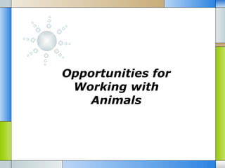 Opportunities for
 Working with
   Animals
 