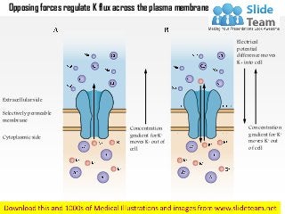 Extracellular side
Selectively permeable
membrane
Cytoplasmic side
Concentration
gradient for K+
moves K+ out of
cell
Concentration
gradient for K+
moves K+ out
of cell
Electrical
potential
difference moves
K+ into cell
Opposing forces regulate K flux across the plasma membrane
- - -
 