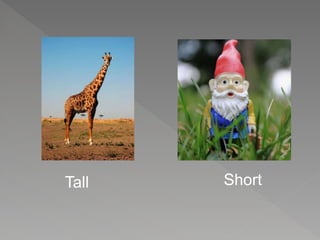 Tall Short
 