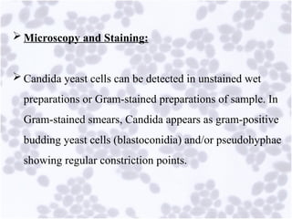 Comprehensive Overview of Opportunistic Mycoses and Candidiasis ...