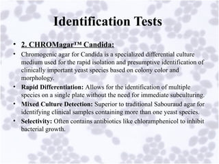 Comprehensive Overview of Opportunistic Mycoses and Candidiasis ...