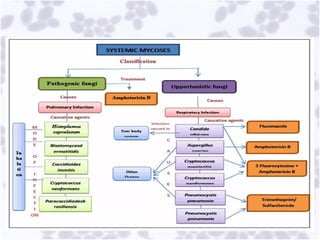 Comprehensive Overview of Opportunistic Mycoses and Candidiasis ...