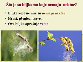 Šta je sa biljkama koje nemaju nektar?Šta je sa biljkama koje nemaju nektar?
Biljke koje ne mirišu nemaju nektar
Hrast, pšenica, trave...
Ove biljke oprašuje vetar
 