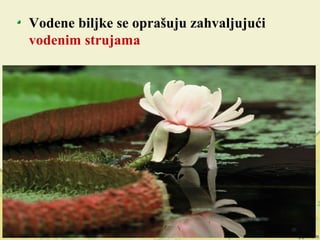 Vodene biljke se oprašuju zahvaljujući
vodenim strujama
 
