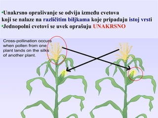 Unakrsno oprašivanje se odvija između cvetova
koji se nalaze na različitim biljkama koje pripadaju istoj vrsti
Jednopolni cvetovi se uvek oprašuju UNAKRSNO
 