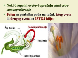 Neki dvopolni cvetovi oprašuju sami sebe-Neki dvopolni cvetovi oprašuju sami sebe-
samooprašivanjesamooprašivanje
PolenPolen sa prašnika pada na tučaksa prašnika pada na tučak istog cvetaistog cveta
iliili drugog cvetadrugog cveta nana ISTOJ biljciISTOJ biljci
Semeni zameci
Prašnici
Žig tučka SamooprašivanjeSamooprašivanje
 