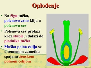 OplođenjeOplođenje
Na žigu tučka,
polenovo zrno klija u
polenovu cev
Polenova cev prolazi
kroz stubić, i dolazi do
plodnika tučka
Muška polna ćelija se
u semenom zametku
spaja sa ženskom
polnom ćelijom
 