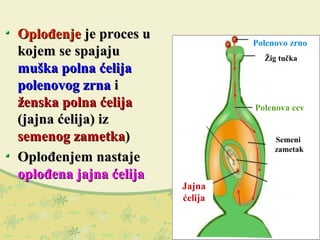 OplođenjeOplođenje je proces uje proces u
kojem se spajajukojem se spajaju
muška polna ćelijamuška polna ćelija
polenovog zrnapolenovog zrna ii
ženska polna ćelijaženska polna ćelija
(jajna ćelija) iz(jajna ćelija) iz
semenog zametkasemenog zametka))
Oplođenjem nastajeOplođenjem nastaje
oplođena jajna ćelijaoplođena jajna ćelija
Polenovo zrno
Žig tučka
Polenova cev
Semeni
zametak
Jajna
ćelija
 