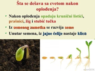 Šta se dešava sa cvetom nakon
oplođenja?
Nakon oplođenja opadaju krunični listići,
prašnici, žig i stubić tučka
Iz semenog zametkasemenog zametka se razvija semeseme
Unutar semena, izUnutar semena, iz jajne ćelijejajne ćelije nastajenastaje klicklicaa
 