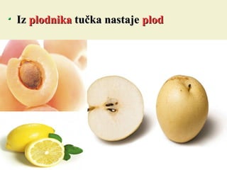 IzIz plodnikaplodnika tučka nastajetučka nastaje plodplod
 