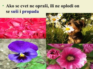 Ako se cvet ne opraši, ili ne oplodi on
se suši i propada
 