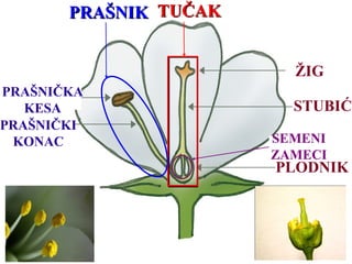 ŽIG
TUČAKTUČAK
STUBIĆ
PLODNIK
PRAŠNIKPRAŠNIK
PRAŠNIČKA
KESA
PRAŠNIČKI
KONAC SEMENI
ZAMECI
 