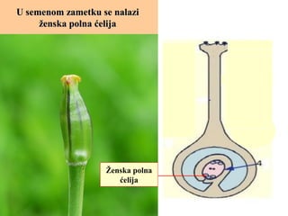 U semenom zametku se nalaziU semenom zametku se nalazi
ženska polna ćelijaženska polna ćelija
Ženska polna
ćelija
 